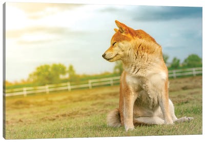 Shiba Dog Enjoying The Sun Canvas Art Print - Dog Photography