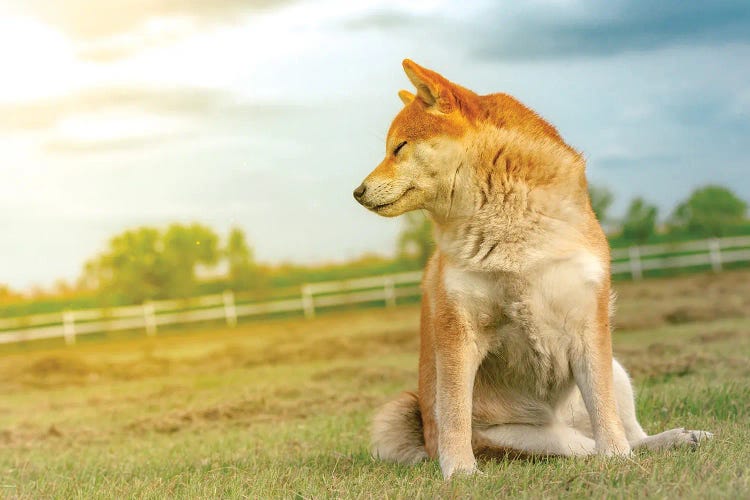 Shiba Dog Enjoying The Sun by Nik Rave wall art