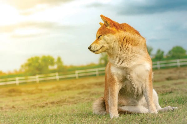 Shiba Dog Enjoying The Sun