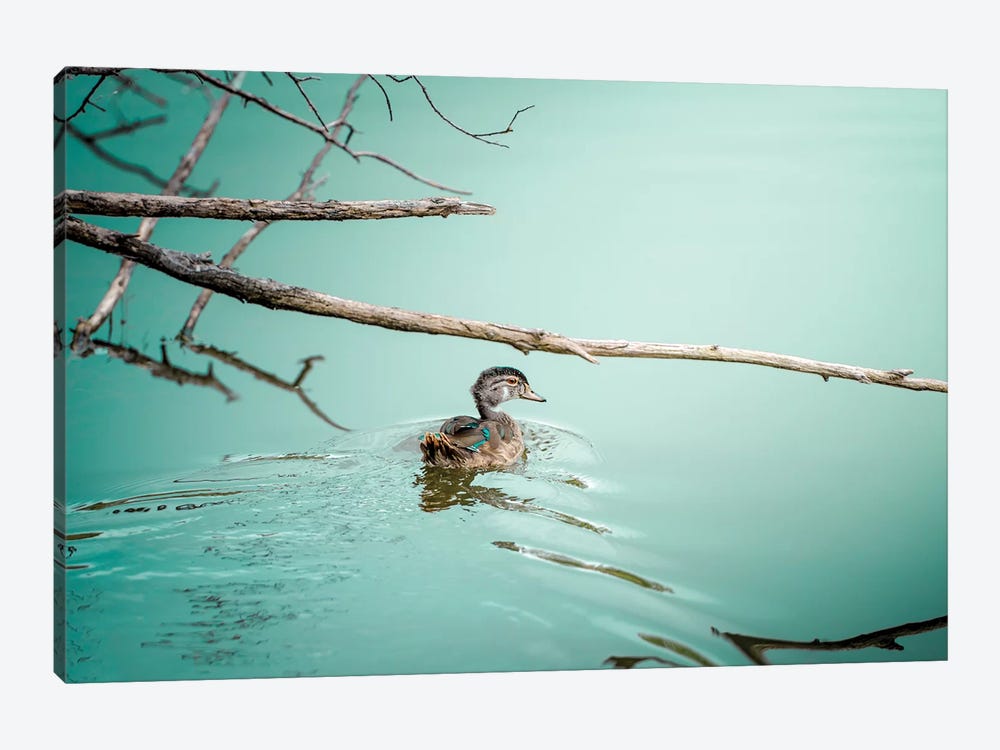Duck On A Milky Cyan Water Male by Nik Rave 1-piece Canvas Print