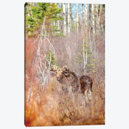Moose In A Forest Canvas Print #NRV191} by Nik Rave Canvas Art