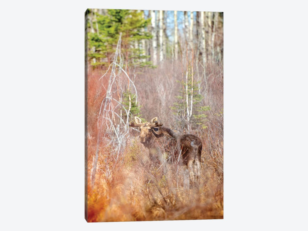 Moose In A Forest by Nik Rave 1-piece Canvas Print