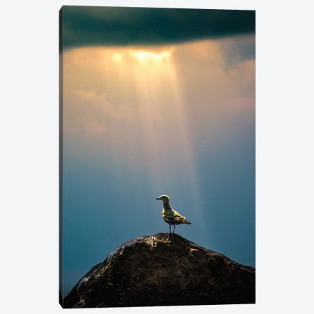 Seagull In A Beam Of The Evening Sun Canvas Print #NRV192} by Nik Rave Canvas Art