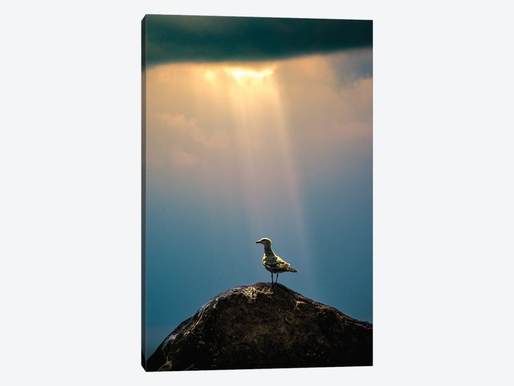 Seagull In A Beam Of The Evening Sun by Nik Rave 1-piece Canvas Wall Art