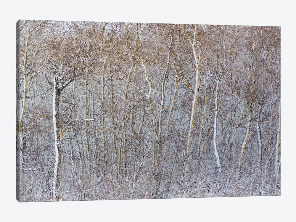 Birchwood Winter Forest Color Right II by Nik Rave 1-piece Canvas Artwork