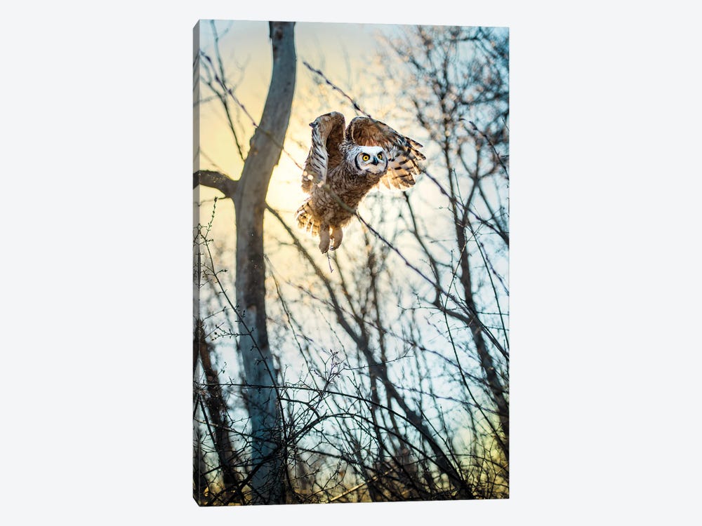 Owl Flying Through The Forest In The Light Of The Sun by Nik Rave 1-piece Canvas Print