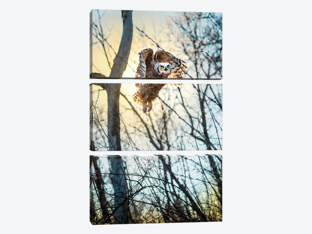 Owl Flying Through The Forest In The Light Of The Sun by Nik Rave 3-piece Art Print