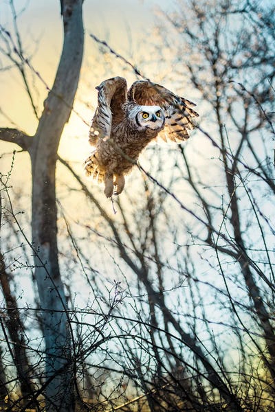 Nik Rave: Owl Flying Through The Forest In The Light Of The Sun by Nik Rave