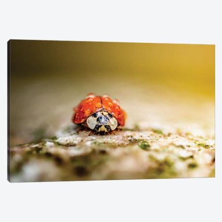Ladybug In Rain Drops Covered Sitting On The Rock In A Light Of Sun Canvas Print #NRV197} by Nik Rave Art Print