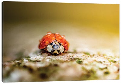 Ladybug In Rain Drops Covered Sitting On The Rock In A Light Of Sun Canvas Art Print - Ladybug Art