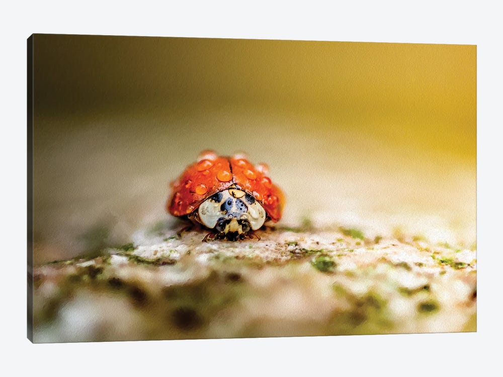 Ladybug In Rain Drops Covered Sitting On The Rock In A Light Of Sun by Nik Rave 1-piece Canvas Art Print