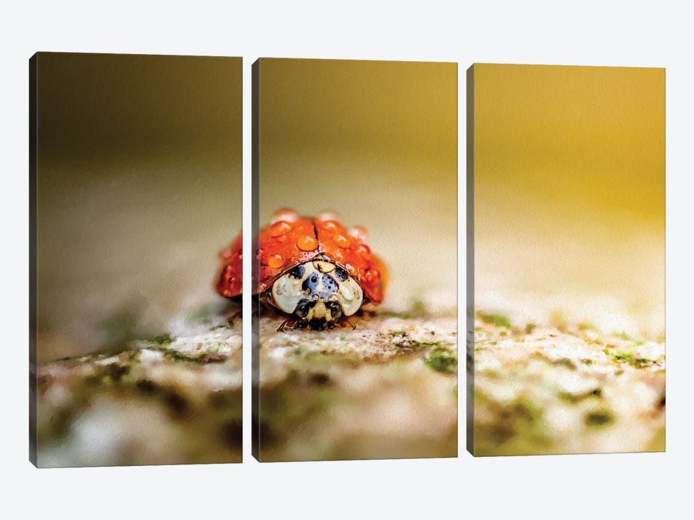 Ladybug In Rain Drops Covered Sitting On The Rock In A Light Of Sun by Nik Rave 3-piece Canvas Print