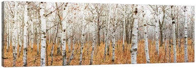 Birch Grove Panoramic Canvas Art Print - Forest Art