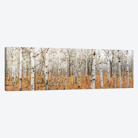 Birch Grove Panoramic Canvas Print #NRV1} by Nik Rave Canvas Art Print