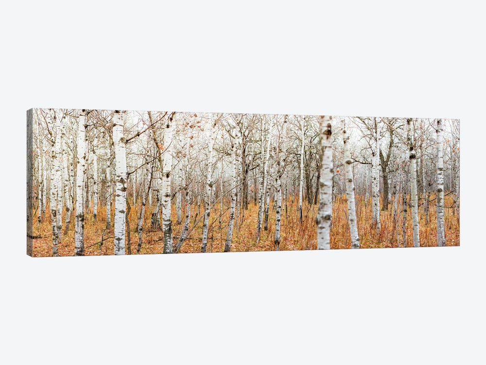 Birch Grove Panoramic by Nik Rave 1-piece Art Print