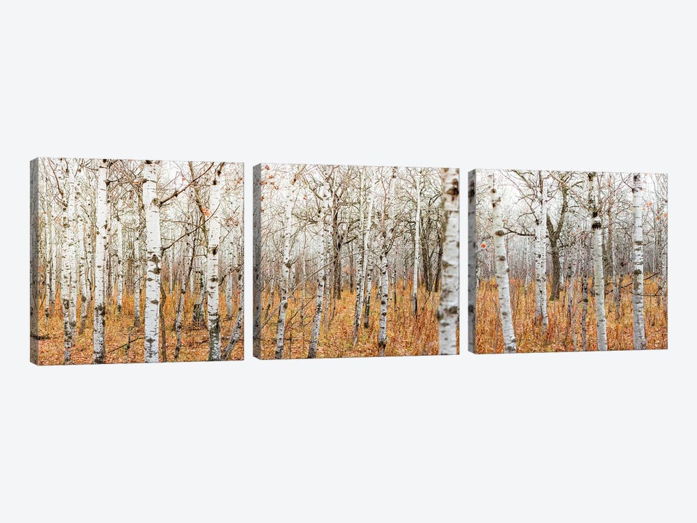 Birch Grove Panoramic by Nik Rave 3-piece Canvas Print
