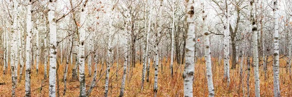 Large Photography - Canvas Prints: Birch Grove Panoramic by Nik Rave
