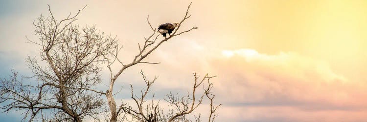 Epic Sky Bald Eagle Sitting On The Branch