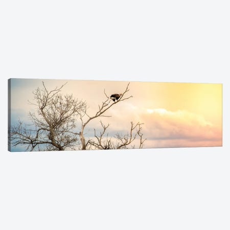 Epic Sky Bald Eagle Sitting On The Branch Canvas Print #NRV211} by Nik Rave Art Print