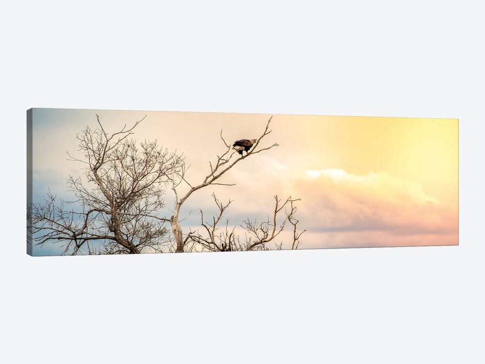 Epic Sky Bald Eagle Sitting On The Branch by Nik Rave 1-piece Art Print