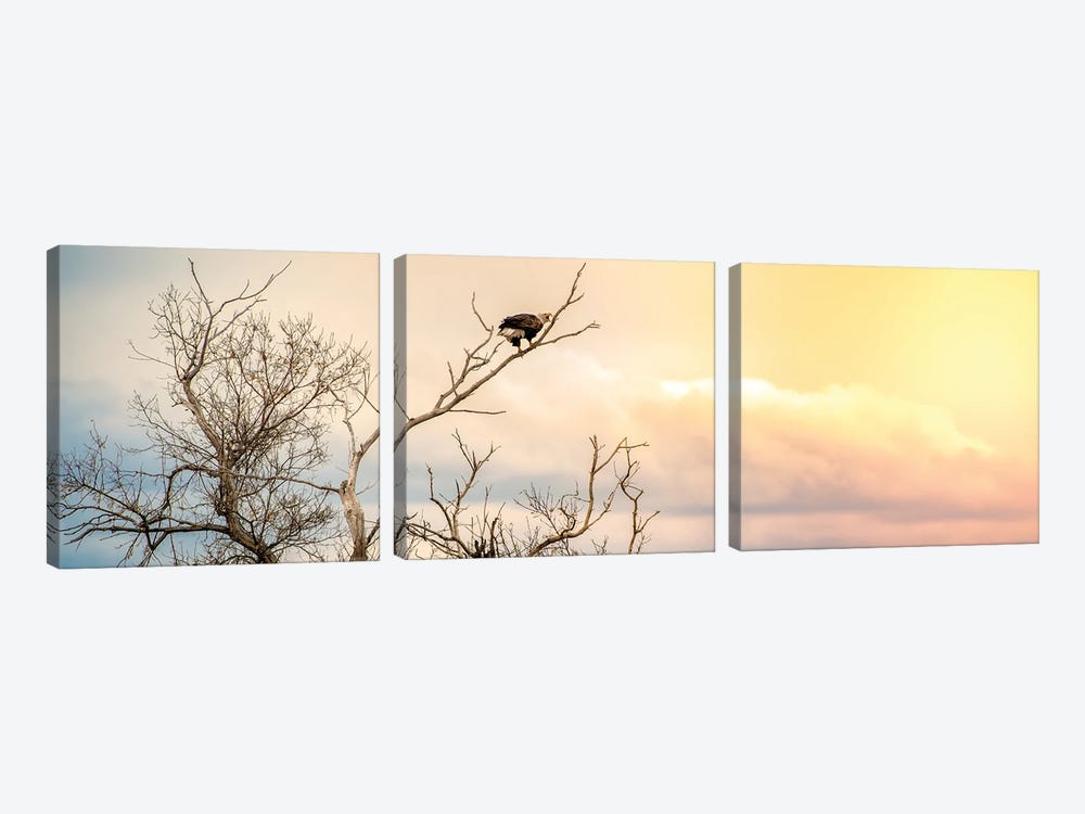 Epic Sky Bald Eagle Sitting On The Branch by Nik Rave 3-piece Canvas Print