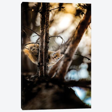 Squirrel On The Top Of The Pine Canvas Print #NRV212} by Nik Rave Art Print