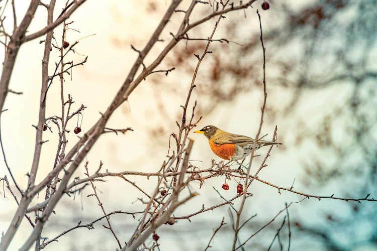 Robin Sitting On Branches