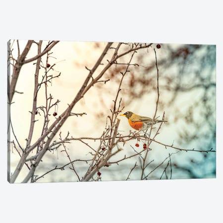 Robin Sitting On Branches Canvas Print #NRV213} by Nik Rave Canvas Print