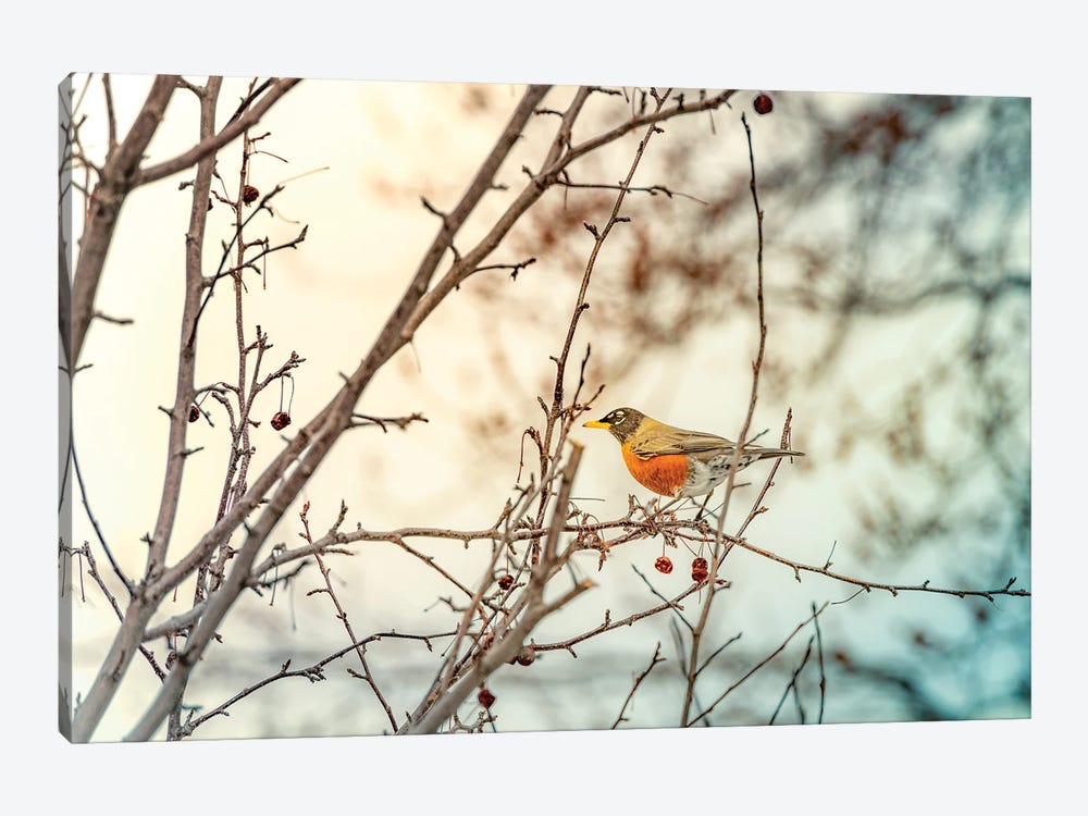 Robin Sitting On Branches by Nik Rave 1-piece Canvas Art Print