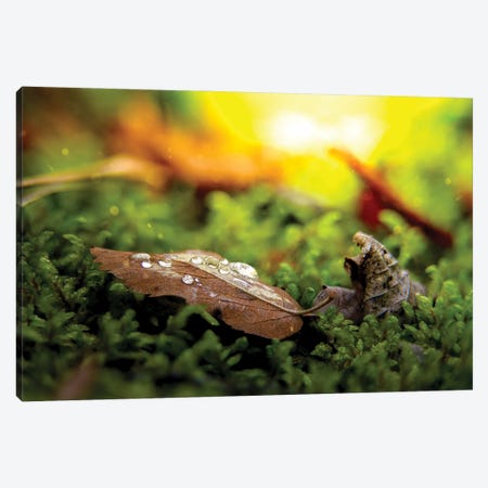Leaf With Drops Of Water On The Ground Canvas Print #NRV217} by Nik Rave Canvas Wall Art