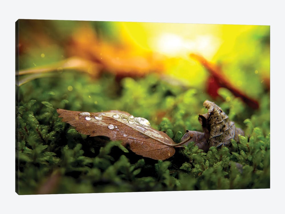 Leaf With Drops Of Water On The Ground by Nik Rave 1-piece Canvas Art Print