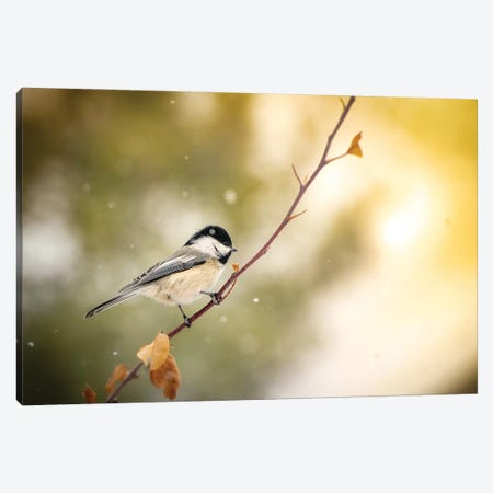 Small Bird On The Bench With A Light Snow Canvas Print #NRV219} by Nik Rave Art Print