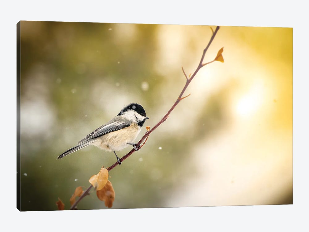 Small Bird On The Bench With A Light Snow by Nik Rave 1-piece Canvas Print