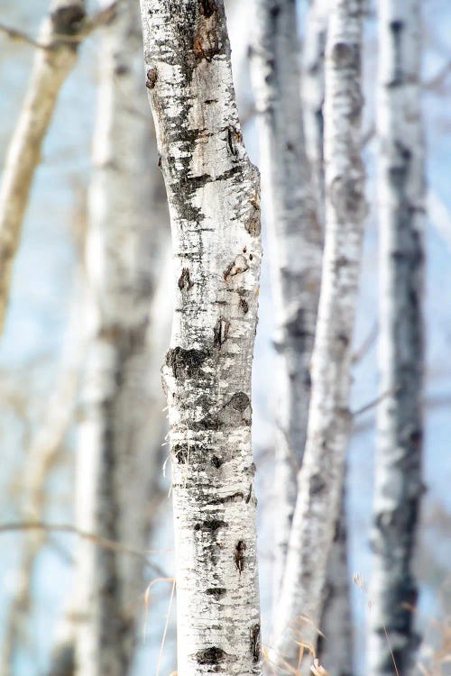 Birchwood Tree Close Up Lit Bye Blue Sky