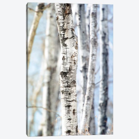 Birchwood Tree Close Up Lit Bye Blue Sky Canvas Print #NRV220} by Nik Rave Canvas Artwork