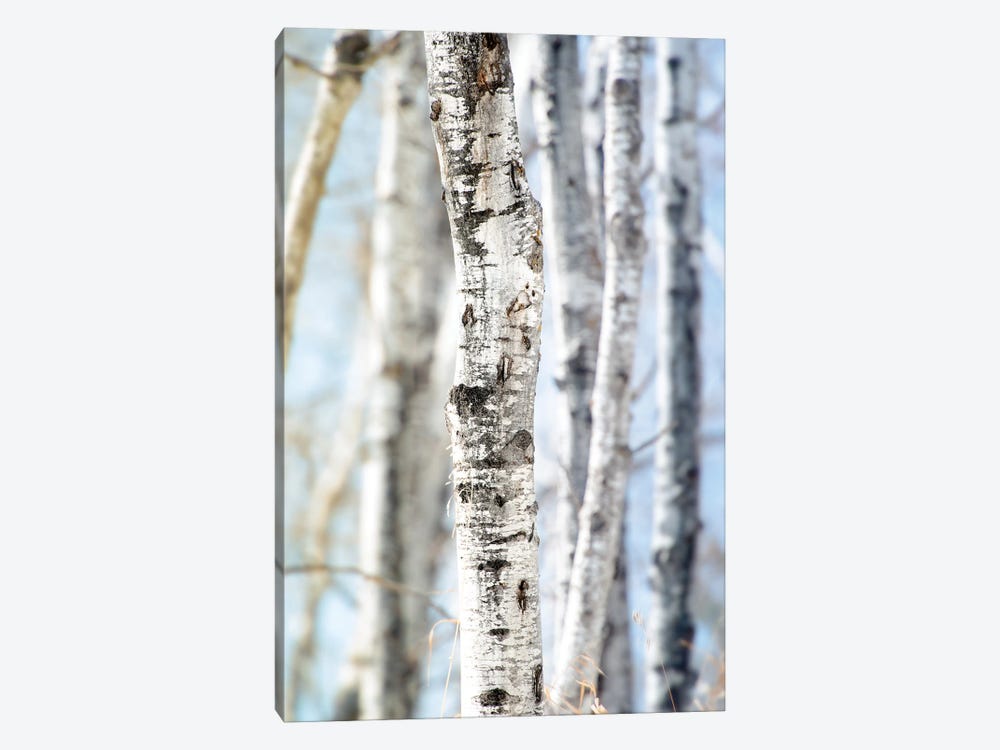 Birchwood Tree Close Up Lit Bye Blue Sky by Nik Rave 1-piece Canvas Print