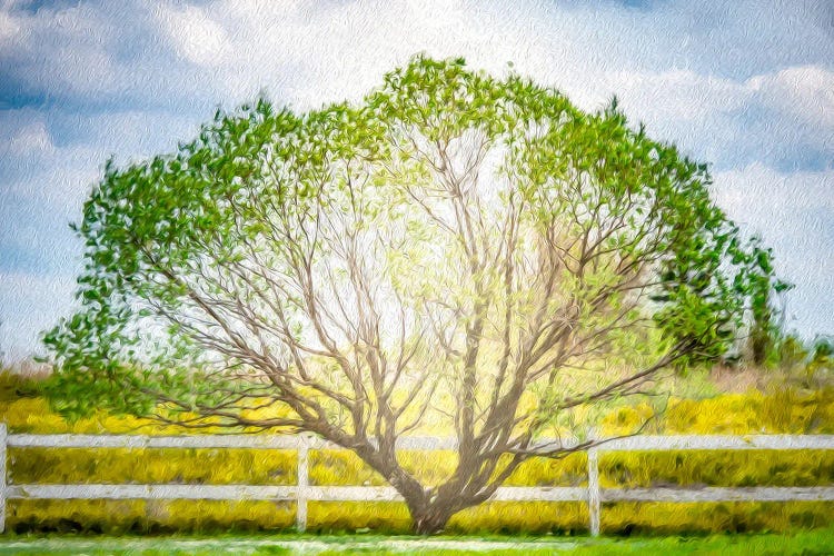 Arc Tree In Light Of The Sun Painting by Nik Rave wall art