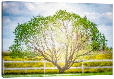 Arc Tree In Light Of The Sun Painting Canvas Art Print - Nik Rave