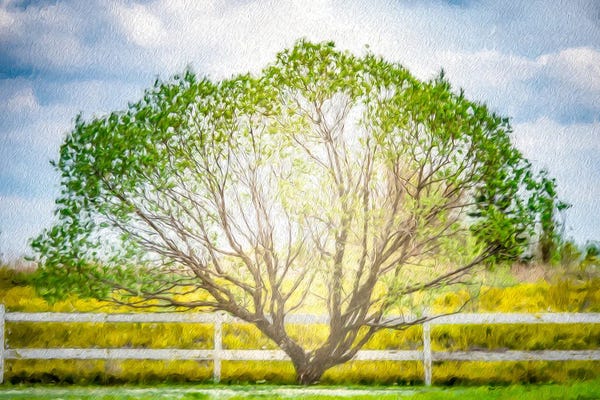 Nik Rave: Arc Tree In Light Of The Sun Painting by Nik Rave