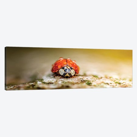 Ladybug In Rain Drops Covered Sitting On The Rock In A Light Of Sun Canvas Print #NRV222} by Nik Rave Canvas Art