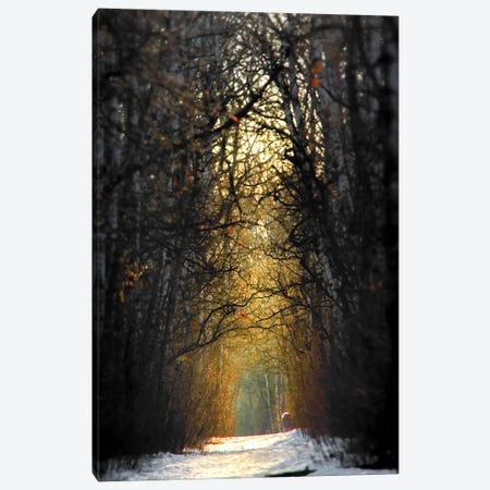 Birchwood Winter Alley Sunrise Canvas Print #NRV225} by Nik Rave Canvas Art Print