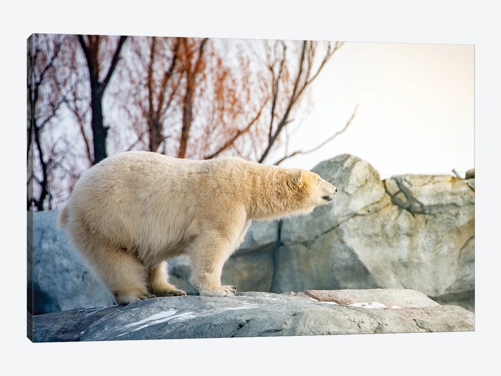 Polar Bear Enjoying The Sun Standing On The Rock by Nik Rave 1-piece Art Print