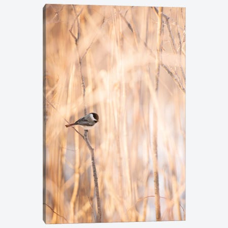 Bird On The Bench Surrounded By Tall Grass Canvas Print #NRV227} by Nik Rave Art Print