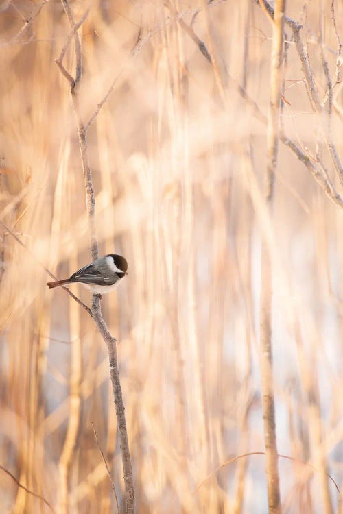 Bird On The Bench Surrounded By Tall Grass