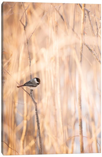 Bird On The Bench Surrounded By Tall Grass Canvas Art Print - Nik Rave