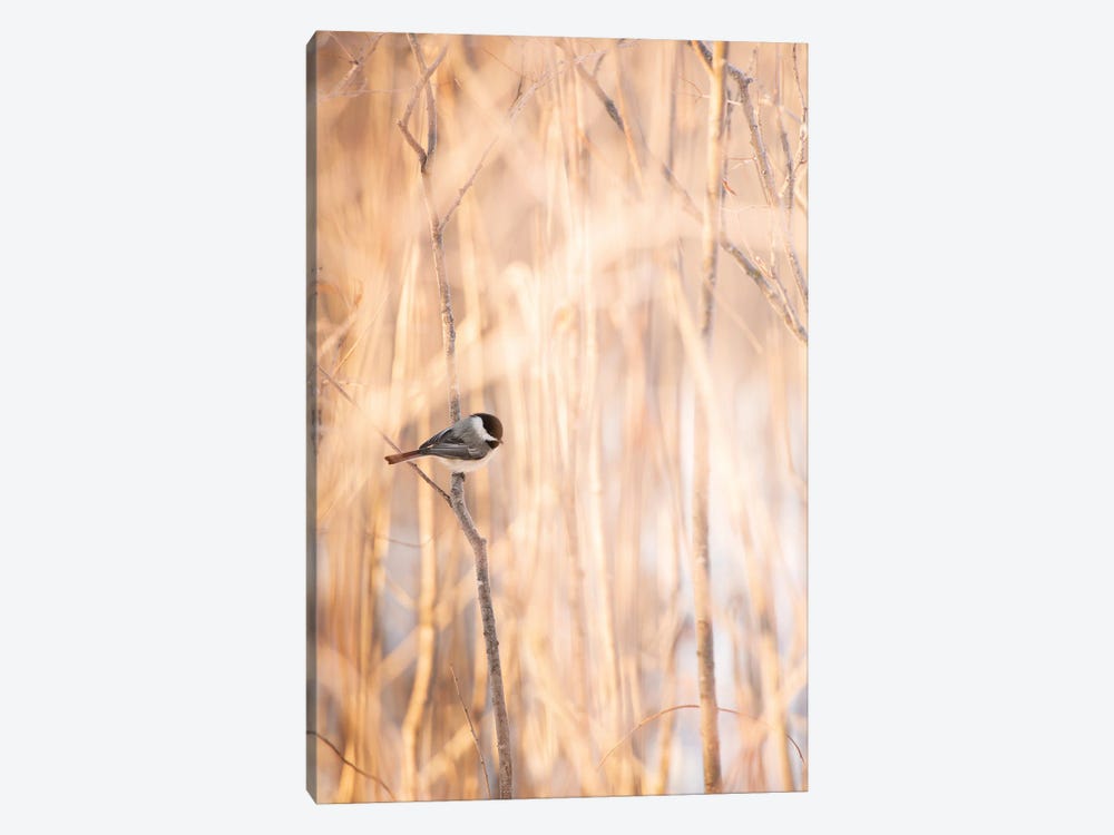 Bird On The Bench Surrounded By Tall Grass by Nik Rave 1-piece Canvas Wall Art