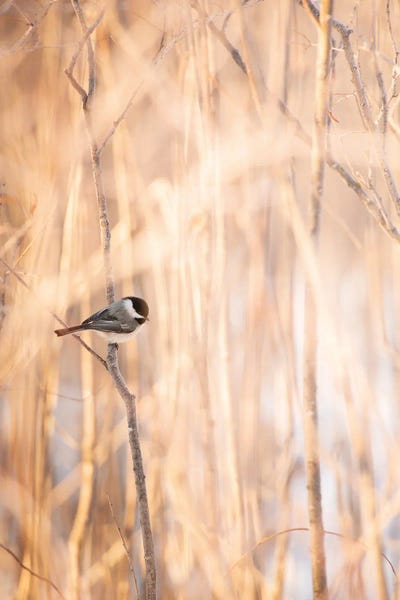 Bird On The Bench Surrounded By Tall Grass