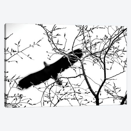 Bald Eagle Shadow Over The Sky Canvas Print #NRV228} by Nik Rave Canvas Art