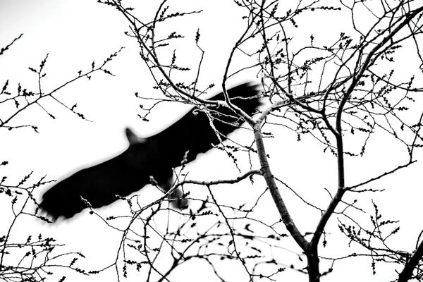 Nik Rave: Bald Eagle Shadow Over The Sky by Nik Rave