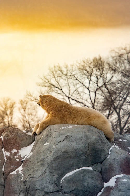 Polar Bear Enjoying The Sun On The Rock